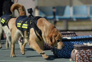 警犬也玩高科技? 佩戴720°VR執(zhí)法記錄儀執(zhí)勤