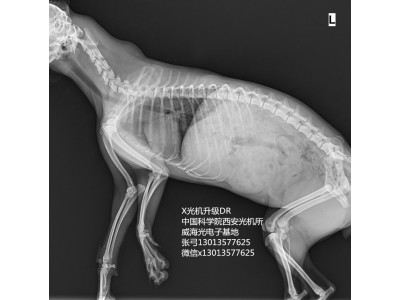 寵物用DR動物X光機便攜式130的13577625